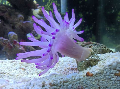 Vibrant Purple Sea Anemone