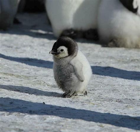 Super Cute Baby Penguin Images Canvas Voice