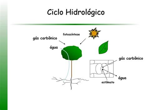 Ppt O Ciclo Hidrológico Em Plantações De Eucalipto Powerpoint