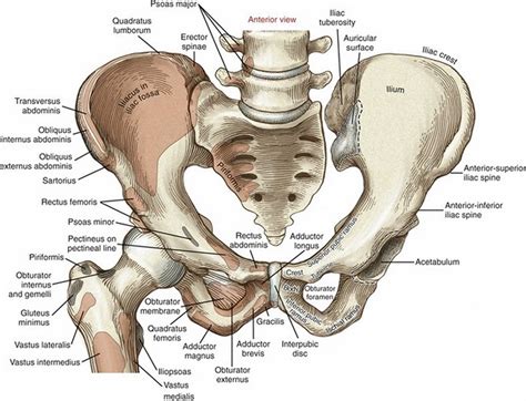 Anatomy of the muscular system. Hip pointer injury causes, symptoms, diagnosis, treatment ...