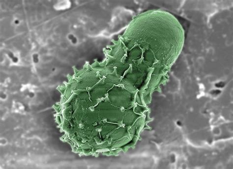 Tiny Marine Microbes Dazzle In Microscopic Photo Exhibit Microscopic