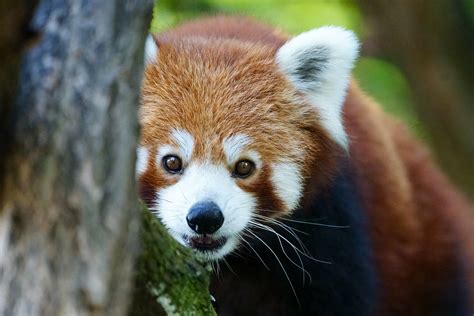 Ailurus Fulgens Kleiner Panda Roter Panda Katzenbär Flickr