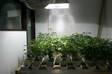 Images of Marijuana Grow Room Pictures