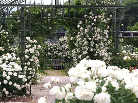 Top 8 White Flowering Bush For Garden Lovers Expert Suggestions