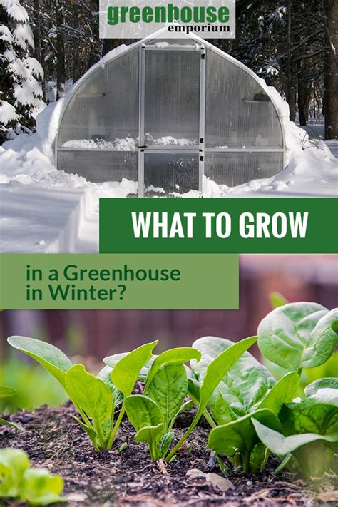 Greenhouse Gardening In Winter What Plants To Grow In The Cold Season