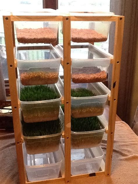 This system works great for sprouting microgreens and such for human eating, too. Fodder System, Wheat Fodder , Barley Fodder, Chickens Etc ...