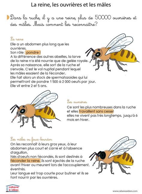 Cycle de vie de l'abeille | Cycle de vie, Abeille et La vie des abeilles