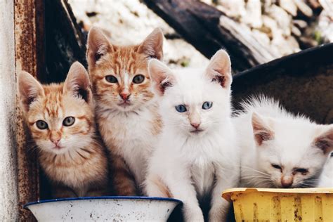 Cat Kittens Royalty Free Stock Photo