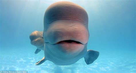 Hilarious Moment Friendly Beluga Whale Photobombs Divers Snap Beluga