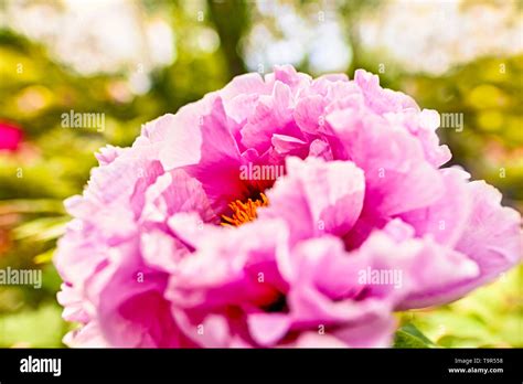 Pink Peony Flowers In The Garden Stock Photo Alamy