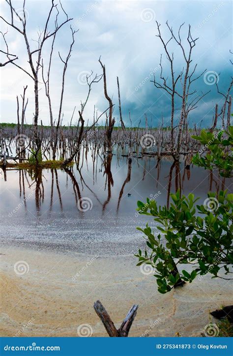 Dry Trees And Aquatic Vegetation In A Swamp In Florida Swamp
