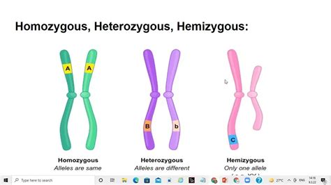 What Is Homozygous Heterozygous And Hemizygous Youtube