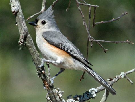 Popular Backyard Birds Of Tennessee With Pictures Birdwatching Tips