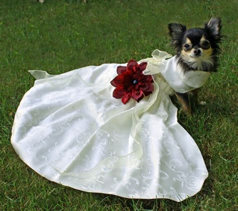 A Small Dog Dressed In A Wedding Dress