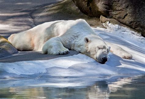 Spící Lední Medvěd — Stock Fotografie © Dleindecdp 5075442