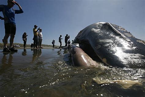 Dead Whale Washes Ashore On Ocean Beach