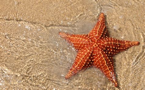 110 Starfish Hd Wallpapers And Backgrounds