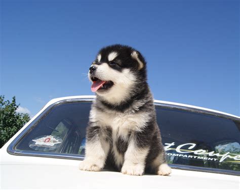 Alaskan Malamute Puppy On The Hood Wallpapers And Images Wallpapers