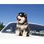 Alaskan Malamute Puppy On The Hood Wallpapers And Images 