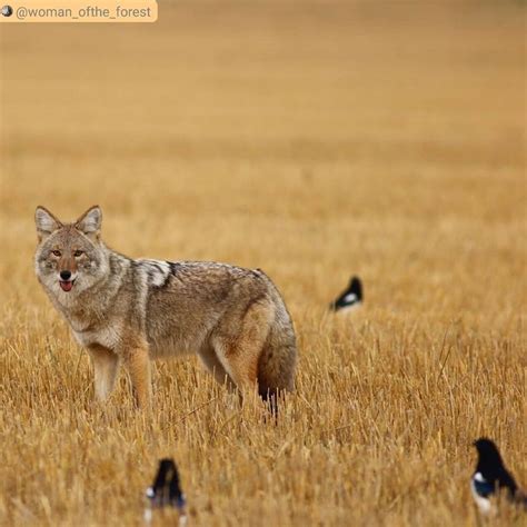 Coyote Watch Canada On Instagram In The Blink Of An Eye We Are Ted