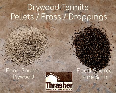 Drywood Termites In Santa Clara County Thrasher Termite And Pest Control