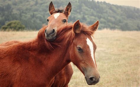 Cute Horses Wallpapers Wallpaper Cave