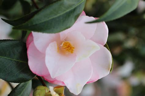 Camellia Japonica Magnoliaeflora Light Pinkwhite Devil Mountain