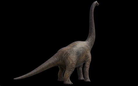 Brachiosaurus 3d Model By Mcflyhigh1