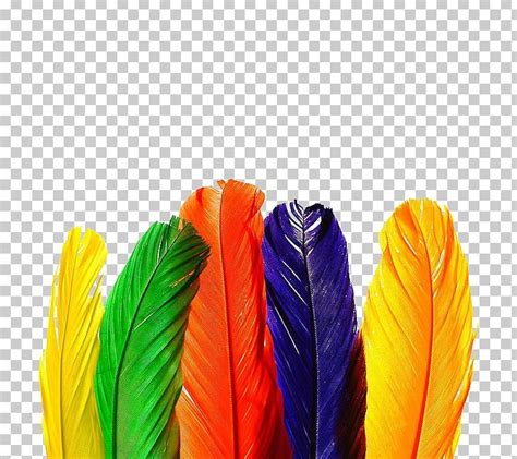 Bird Feather Color PNG, Clipart, Animals, Beautiful, Beauty, Beauty Salon, Bird Free PNG Download
