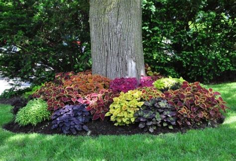 11 Circular Flower Bed Under Trees Landscaping Around Trees Front