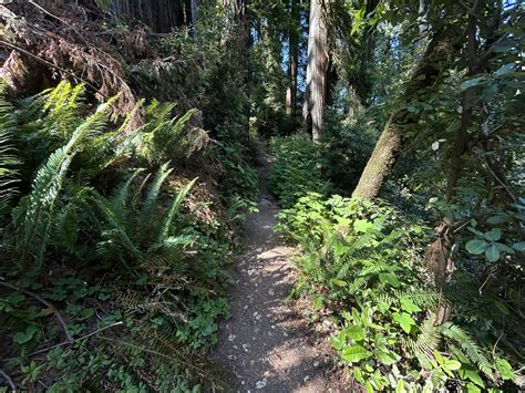 Hiking The Redwood Nature Trail On The Oregon Coast — Noahawaii