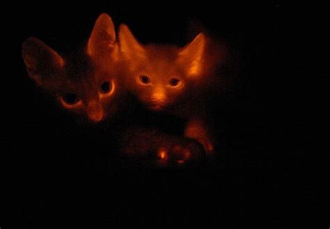 Glow In The Dark Cats Genetic Engineering