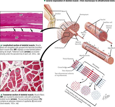 Characteristics Of Skeletal Muscle Tissue