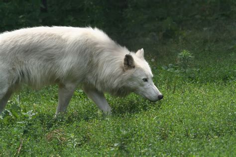 Filestalking Arctic Wolf Wikipedia
