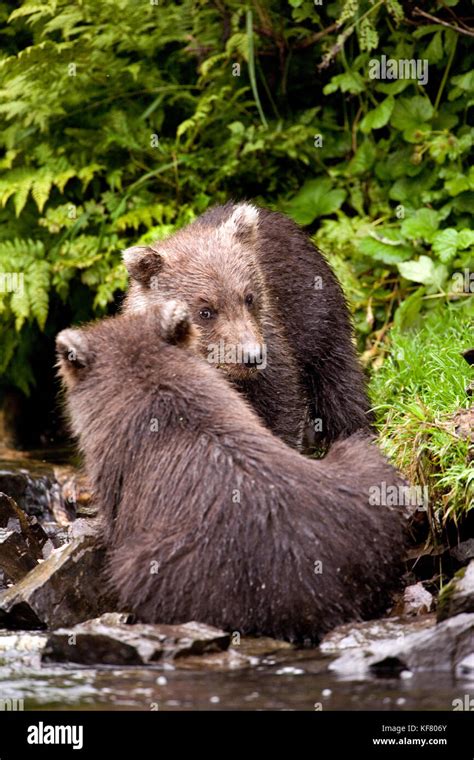 Usa Alaska Two Grizzly Bear Cubs Playing Together Wolverine Cove