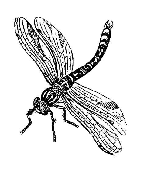 Black And White Dragonfly Clipart 20 Free Cliparts Download Images On
