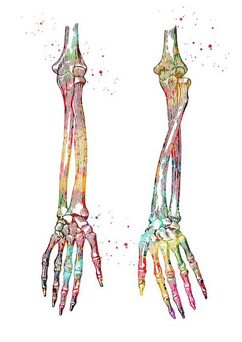 Arm Bones By Erzebet S Anatomy Art Medical Art Arm Bones