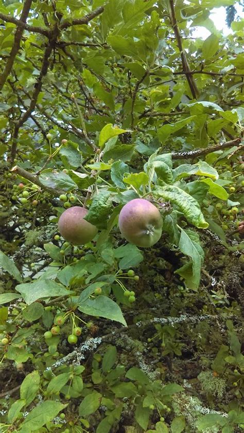 Affordable and search from millions of royalty free images, photos and strawberry bushes with ripe berries are planted on agrofibre. identification - What is this bush/tree that has clumps of ...