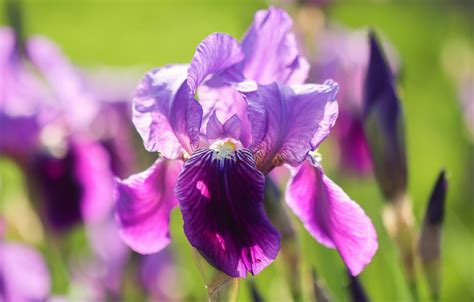 Wallpaper Spring Pink Irises Lilac Bokeh Iris Images For Desktop