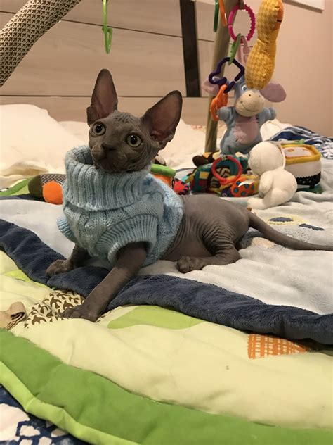 3 beautiful donskoy kittens for sale to pet homes 1 rubber bold f ( completely hairless) 1 rubber bold m sold (m usova) 1 brush coat male ( moults out to leave a none moulting velvet coat) , this breed has the dominant. Sphynx Cats For Sale | Clifton, NJ #249539 | Petzlover