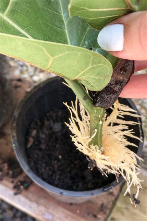 You guys know i have a serious obsession with houseplants, so i have a lot of gardening. Fiddle Leaf Fig Post-Propagation & Cutting Aftercare ...
