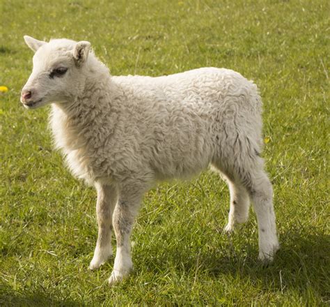 图片素材 草 可爱 毛皮 牧场 放牧 哺乳动物 羊毛 动物群 羊肉 脊椎动物 复活节 动物世界