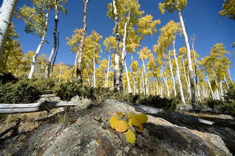 Utahs Pando Aspen Grove Is The Most Massive Living Thing Known On