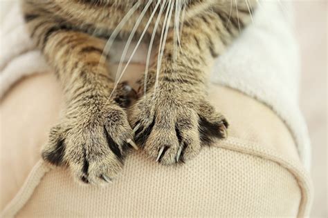 Keep Those Claws Why Cats Need Them Fear Free Happy Homes