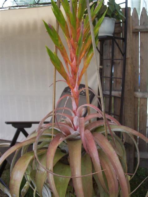 Many people grow them in pots outdoors and only bring them in for winter. PlantFiles Pictures: Tillandsia Bromeliad, Air Plant ...