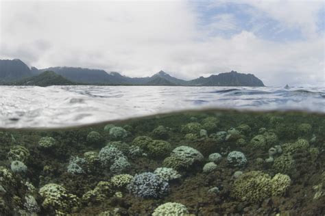 Scientists Create 360 Degree Images Of Hawaii Coral Reefs West Hawaii
