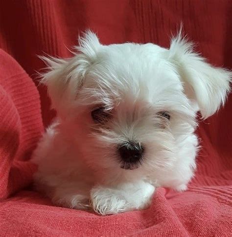 Help make the transition, as smooth as possible. Maltese Puppies For Sale | Texas 249, TX #236324 | Petzlover