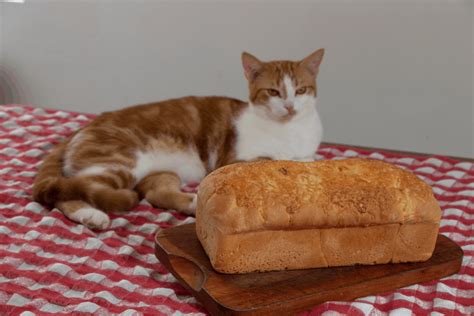Cats wouldn't be eating chickpeas out in the wild, they're carnivores so they would spend their time tracking and hunting down animals. Can Cats eat Bread? - PetSchoolClassroom