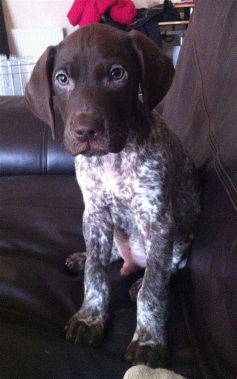 See more ideas about german shorthaired pointer, pointer puppies, german shorthaired pointer dog. German Shorthaired Pointer - Smart Friendly | German ...
