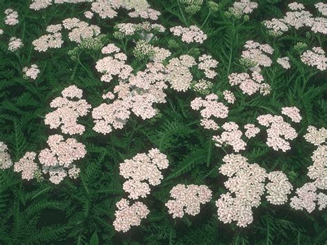 صورة زهور بيضاء - صور مركزي